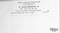 Puccinia absinthii image
